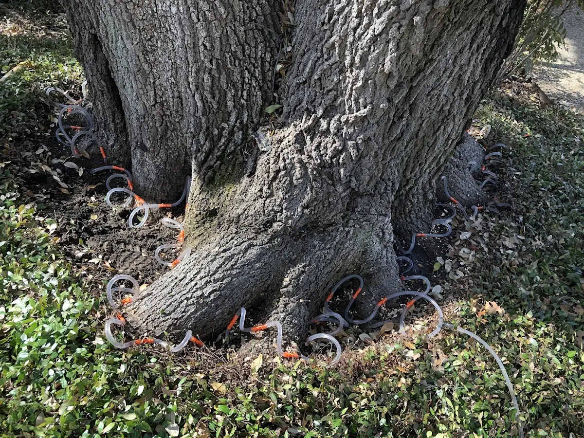 Detailed Tree Cabling and Bracing job site in South Ryegate