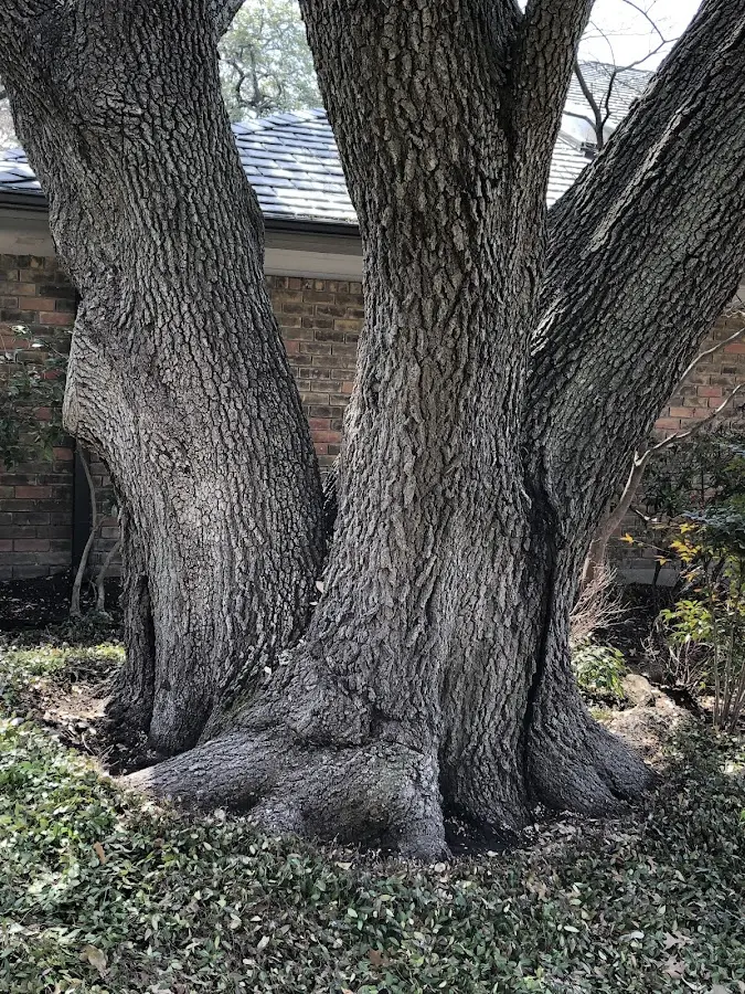 Mature heritage tree close to a South Ryegate property cared for by certified arborists